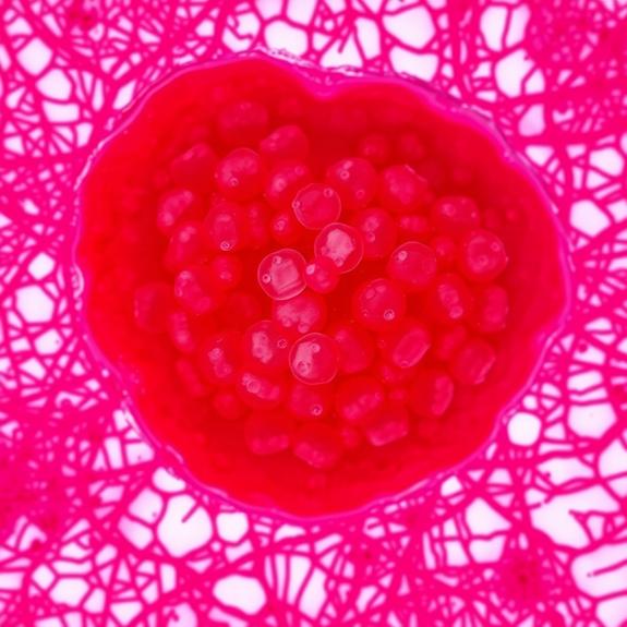 understanding inflammation mechanisms